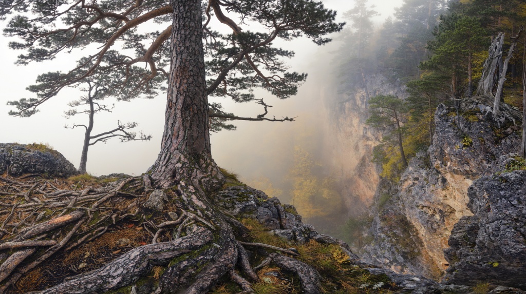 Влад Соколовский. КОРНИ
